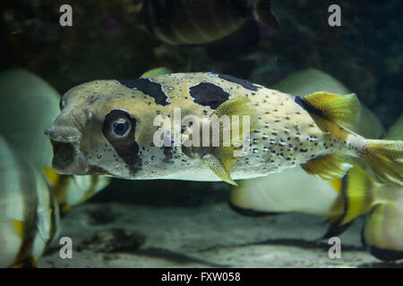 Longspined Igelfischen (Diodon Holocanthus), auch bekannt als die sommersprossige Igelfischen in das Aquarium in Genua, Ligurien, Italien. Stockfoto