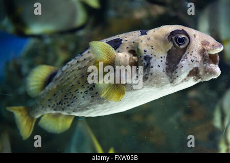 Longspined Igelfischen (Diodon Holocanthus), auch bekannt als die sommersprossige Igelfischen in das Aquarium in Genua, Ligurien, Italien. Stockfoto