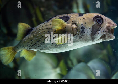 Longspined Igelfischen (Diodon Holocanthus), auch bekannt als die sommersprossige Igelfischen in das Aquarium in Genua, Ligurien, Italien. Stockfoto