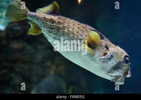 Longspined Igelfischen (Diodon Holocanthus), auch bekannt als die sommersprossige Igelfischen in das Aquarium in Genua, Ligurien, Italien. Stockfoto