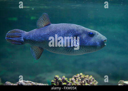 Stellate Kugelfisch (Arothron Stellatus), auch bekannt als der Sternenhimmel Krötenfisch in das Aquarium in Genua, Ligurien, Italien. Stockfoto