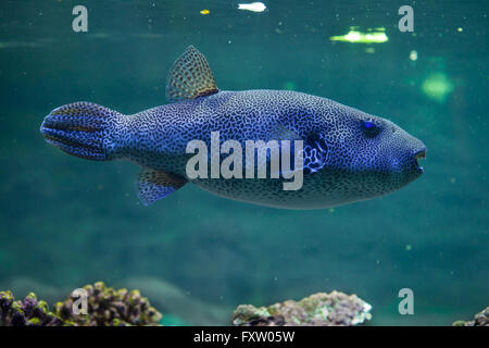 Stellate Kugelfisch (Arothron Stellatus), auch bekannt als der Sternenhimmel Krötenfisch in das Aquarium in Genua, Ligurien, Italien. Stockfoto