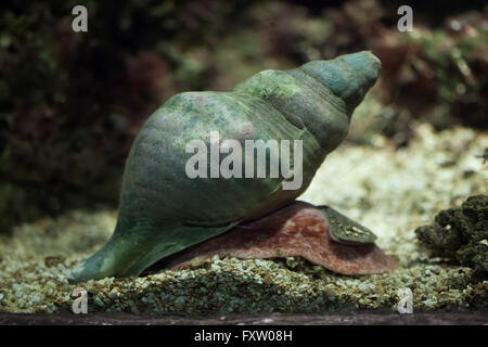 Tritons Trompete (Charonia Tritonis), auch bekannt als der Riese Triton in das Aquarium in Genua, Ligurien, Italien. Stockfoto