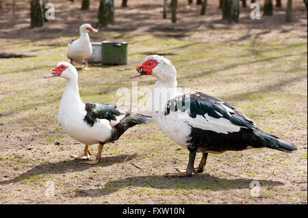 Barbarie-Ente Vögel paar posiert in Hinterhof, ruhig in- und kulinarischen Cairina Moschata Vögel mit weißen und schwarzen Gefieder. Stockfoto