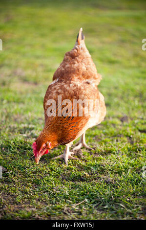 Reife Rhode Island Red Hen mit braunem Gefieder, weiblicher Vogel Essen Rasen in privaten Hinterhof, ruhig in- und kulinarische Geflügel Stockfoto