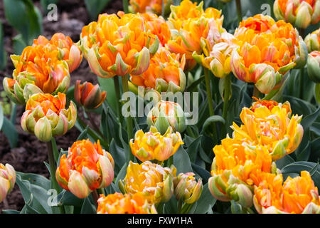 Reiche grün, orange und rote Blumen der späten doppelte Tulpe Tulipa 'Orange Princess' Stockfoto