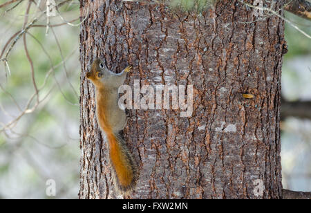 Feuriges orange Frühling rote Eichhörnchen, voller Länge auf einem Baum.  Schnelle kleine Waldbewohner rannten Waldbäumen. Stockfoto