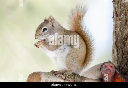 Liebenswerte, Frühling rote Eichhörnchen, Nahaufnahme, sitzt auf einem gebrochenen Zweig stumpf auf einer Nord-Ontario-Kiefer. Stockfoto