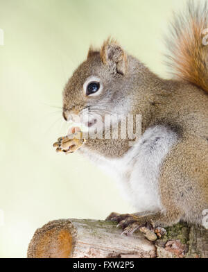 Liebenswerte, Frühling rote Eichhörnchen, Nahaufnahme, sitzt auf einem gebrochenen Zweig stumpf auf einer Nord-Ontario-Kiefer. Stockfoto