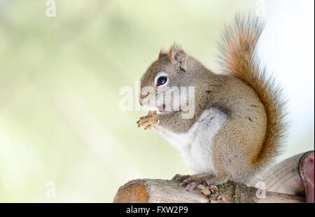 Liebenswerte, Frühling rote Eichhörnchen, Nahaufnahme, sitzt auf einem gebrochenen Zweig stumpf auf einer Nord-Ontario-Kiefer. Stockfoto