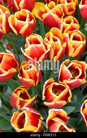 Rot und gelb Bund Tulpen Stockfoto