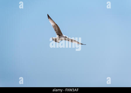 Eine juvenile Silbermöwe im Flug Stockfoto