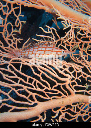 Langnasenbueschelbarsch (Oxycirrhites Typus), Gorgonienkoralle, Brother Islands, Rotes Meer, Aegypten, Langnasenb³schelbarsch Stockfoto