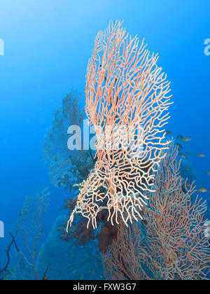 Gorgonienkoralle (Octocorallia), Brother Islands, Rotes Meer, Aegypten Stockfoto