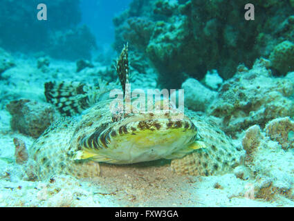 Krokodilfisch (Papilloculiceps Longiceps), Brother Islands, Rotes Meer, Aegypten Stockfoto