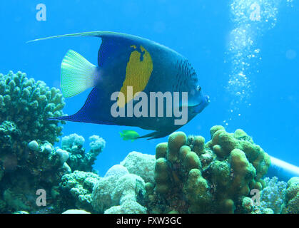 Arabischer Kaiserfisch (Pomacathus Maculosus), Korallen, Brother Islands, Rotes Meer, Aegypten Stockfoto