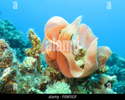 Gelege, Spanische Taenzerin (Hexabranchus Sanguineus), Brother Islands, Rotes Meer, Aegypten Stockfoto