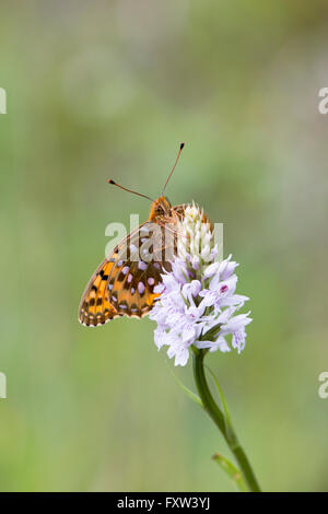 Dunkel grün Fritillary Butterfly; Mesoacidalia Aglaia Single auf gemeinsame entdeckt Orchidee Cumbria; UK Stockfoto