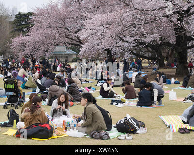 Hanami Cherry Blossom Parteien in Shinjuku Gyōen, Tokio Stockfoto