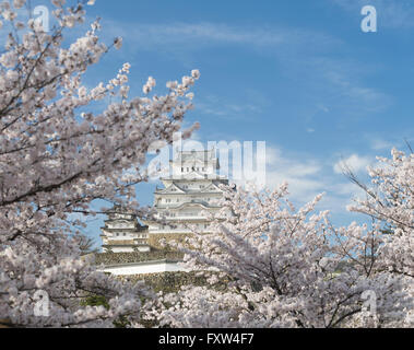 Burg Himeji und Cherry Blossom nach der Renovierung im Jahr 2015 abgeschlossen. Himeji Hyogo-Präfektur, Japan. Stockfoto