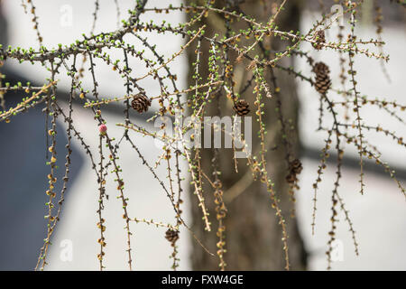 Die sprießen und Zapfen an den Ästen einer Lärche im Frühjahr Stockfoto