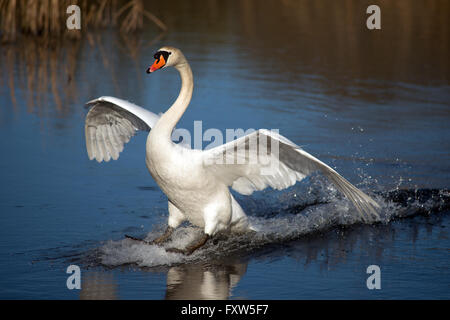 Schwan, die Landung an der walisischen Wildlife Centre Cilgerran West Wales Stockfoto