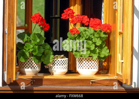 Geranien in Töpfen in das offene Fenster, Pelargonium Töpfe Cottage Stockfoto