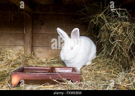 Tschechische weiß, Albino Hauskaninchen, Stroh Einstreu im Stall Stockfoto