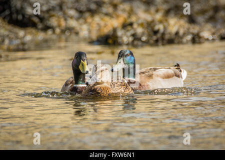 Drei Stockente Enten schwimmen - zwei Männchen nach einem Weibchen Stockfoto