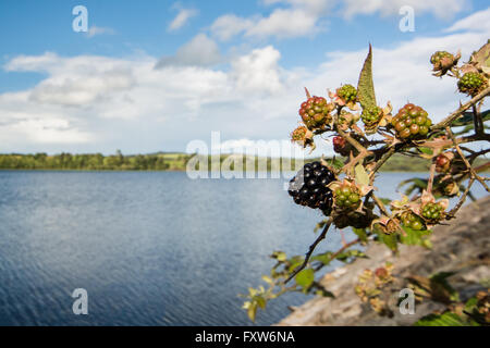 Wilde Brombeeren Reifen mit Blick auf See in Irland Stockfoto