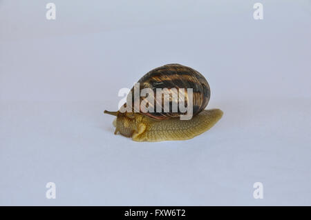 Live Schnecke kriecht auf weißem Hintergrund Stockfoto