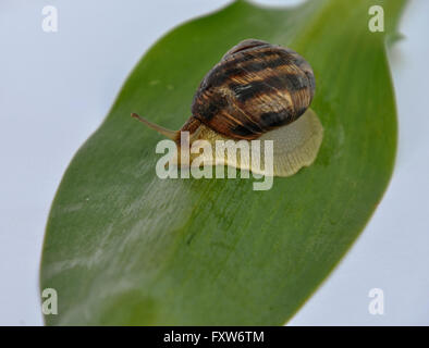 Muschel Schnecke kriecht nach vorne auf einem grünen Blatt, weißer Hintergrund Stockfoto