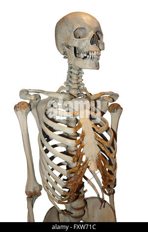 Menschliches Skelett Stockfoto