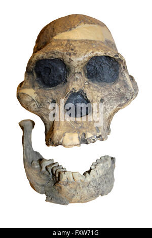 Australopithecus Africanus Schädel Cast (Frau Ples) Sterkfontein, Transvaal, Südafrika Stockfoto