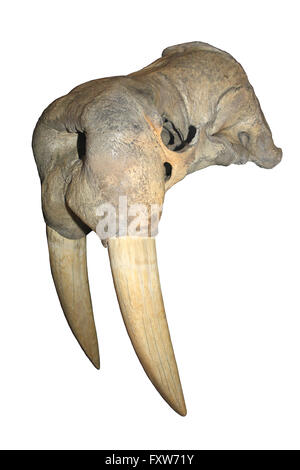 Walross Schädel mit Stoßzähnen Stockfoto