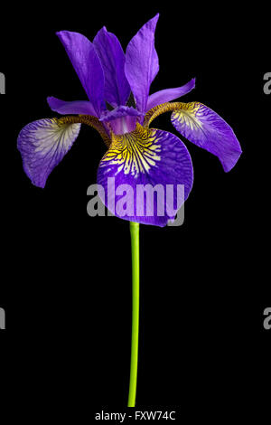 Einzelne Iris versicolor oder blaue Flagge auf schwarzem Hintergrund Stockfoto