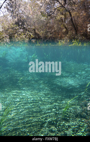 Kopf Feder des Ichetucknee Flusses, im Ichetucknee State park Stockfoto