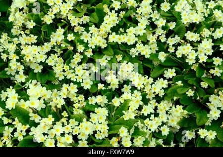 eine Bank von wilden Primeln Primula Vulgaris Carmarthenshire Wales Stockfoto