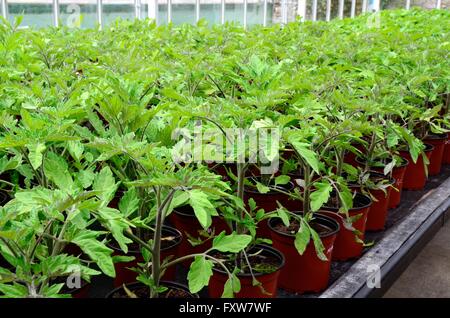 gemischte Auswahl an Tomatenpflanzen Anbau in Töpfen in einem Gewächshaus Stockfoto