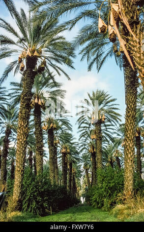 Reif für die Ernte reife Datteln sind hungrige Vögel mit Papiertüten geschützt, die die Früchte hängen von den Gipfeln der hohen Dattelpalmen im Coachella Valley in der Nähe von Palm Springs, Kalifornien, USA zu decken. Dattelpalmen wurden in den 1890er Jahren in die Gegend gebracht, und dieses Wüstental bietet nun 90 Prozent der Welternte von Terminen. Ein paar der 350 Datum Züchter im Coachella Valley ihre Datum Betriebe den Besuchern für Führungen und Verkostungen der köstlichen Frucht geöffnet haben.