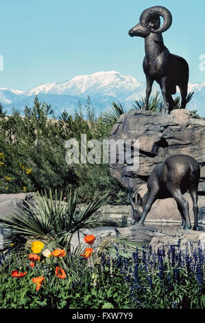 Wüste Bighorn Schafe, die in den Santa Rosa Mountains reichen werden von lebensgroßen Bronzeskulpturen dargestellt, die Gäste Ankunft im Ritz-Carlton Resort in Rancho Mirage, Kalifornien, USA. Wilde Dickhornschafe (Ovis Canadensis Nelsoni) oft grasen auf den Blumen und grünen Rasen im Resort, und trinken aus einem Pool von Wasser, wo ihre geformten Brüder angezeigt werden. Die Schafe und das Ritz-Carlton übersehen Coachella Valley und anderen Wüstenresort Gemeinschaften, die Palm Springs enthalten. Stockfoto