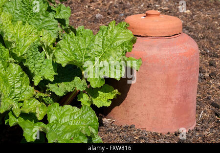 alte Terracotta Rhabarber Forcer im Garten Stockfoto