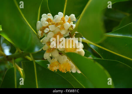 Alexandrinischer Lorbeer Blume, Calophyllum Inophyllum, Familie Calophyllaceae, Central Thailand Stockfoto