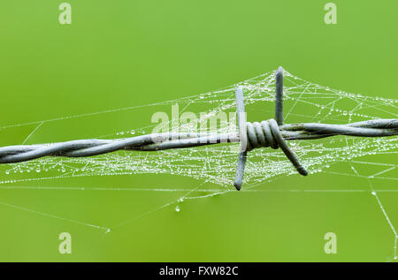 Stacheldraht Spinnennetz mit Wassertropfen auf einer Wiese Stockfoto