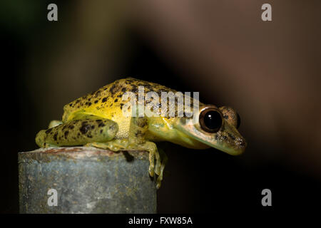 Scinax Elaeochrous - Olive-snouted Treefrog auf einem Schild Stockfoto