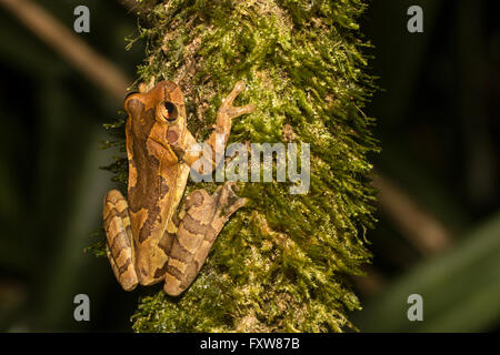 Mexikanische Treefrog - Smilisca baudinii Stockfoto