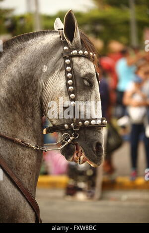 Pferd in silbernen Nieten Zaum auf parade Stockfoto