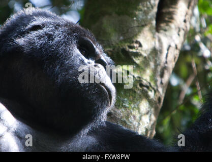 Foto von Jamie Callister ©. Gorillas aus der Bitukura Gruppe, Bwindi undurchdringlichen Wald, Uganda, Zentralafrika Stockfoto