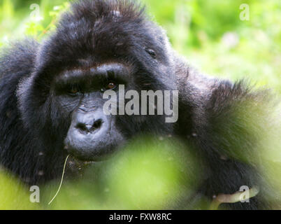 Foto von Jamie Callister ©. Gorillas aus der Bitukura Gruppe, Bwindi undurchdringlichen Wald, Uganda, Zentralafrika Stockfoto