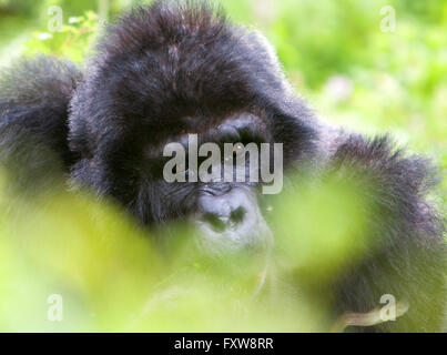 Foto von Jamie Callister ©. Gorillas aus der Bitukura Gruppe, Bwindi undurchdringlichen Wald, Uganda, Zentralafrika Stockfoto